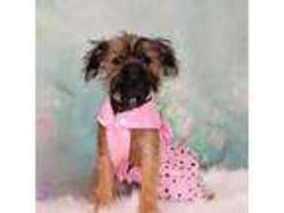 Brussels Griffon Puppy for sale in Broadway, VA, USA