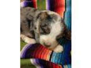 Mutt Puppy for sale in Huntsville, MO, USA
