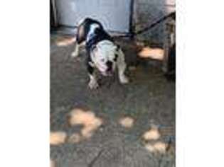 Bulldog Puppy for sale in West Memphis, AR, USA