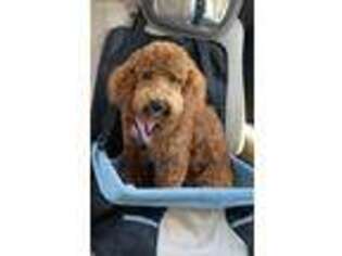 Goldendoodle Puppy for sale in Killeen, TX, USA