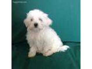 Maltese Puppy for sale in College Park, MD, USA