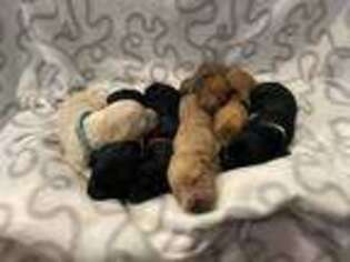 Goldendoodle Puppy for sale in Sparta, MI, USA