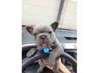 French Bulldog Puppy for sale in Clackamas, OR, USA