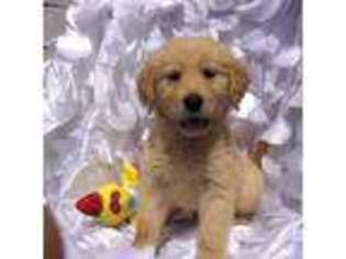 Golden Retriever Puppy for sale in Madison Heights, MI, USA