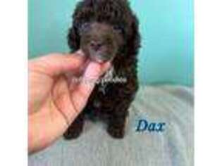 Mutt Puppy for sale in Summerville, GA, USA