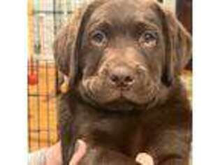 Labrador Retriever Puppy for sale in Linden, NJ, USA