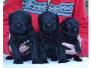 Black Russian Terrier Puppy for sale in LEBANON, OR, USA