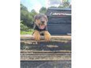 Airedale Terrier Puppy for sale in Pembroke, KY, USA