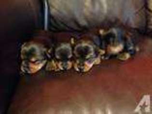 Yorkshire Terrier Puppy for sale in BUCHANAN, NY, USA