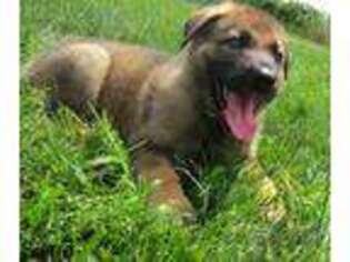 German Shepherd Dog Puppy for sale in Dayton, VA, USA