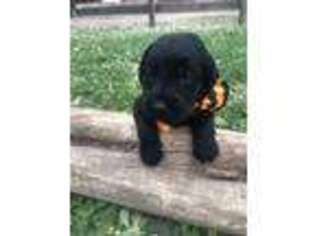 Labradoodle Puppy for sale in Pleasanton, TX, USA