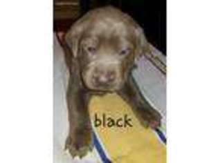 Labrador Retriever Puppy for sale in Stanardsville, VA, USA