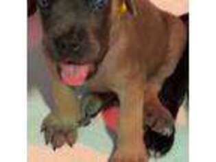 Cane Corso Puppy for sale in Hoboken, NJ, USA