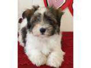 Havanese Puppy for sale in Puxico, MO, USA