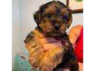 Yorkshire Terrier Puppy for sale in Emory, TX, USA