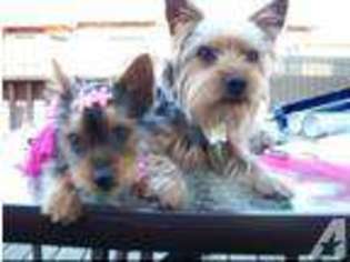 Yorkshire Terrier Puppy for sale in SAN ANTONIO, TX, USA