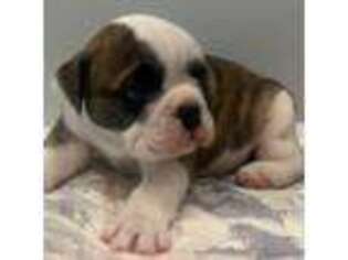 Bulldog Puppy for sale in Rutledge, GA, USA