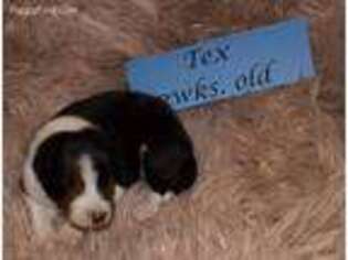 Border Collie Puppy for sale in Anderson, SC, USA