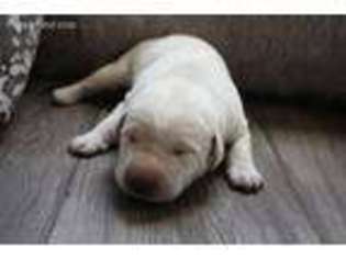 Labrador Retriever Puppy for sale in Lewisville, TX, USA