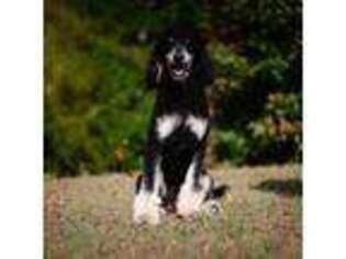 Mutt Puppy for sale in Tuscaloosa, AL, USA