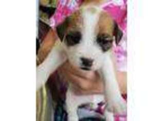 Jack Russell Terrier Puppy for sale in Idaho Falls, ID, USA