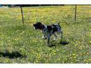 German Shorthaired Pointer Puppy for sale in Weatherford, TX, USA