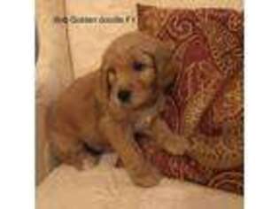 Goldendoodle Puppy for sale in Hubbardston, MA, USA