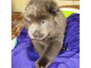 Chow Chow Puppy for sale in Boston, MA, USA