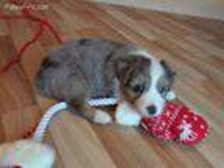 Australian Shepherd Puppy for sale in Hermosa, SD, USA
