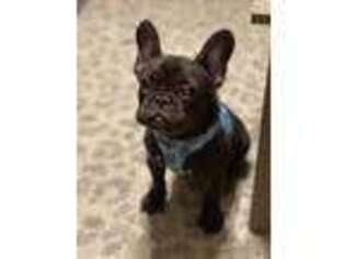 French Bulldog Puppy for sale in Bourbonnais, IL, USA
