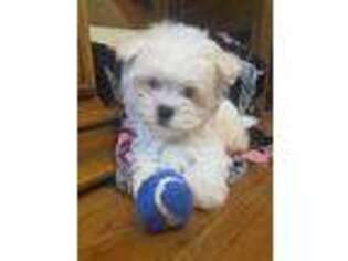 Maltese Puppy for sale in Pinnacle, NC, USA