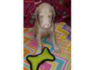 Doberman Pinscher Puppy for sale in Simpson, LA, USA