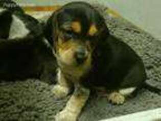 Beagle Puppy for sale in Roseville, CA, USA