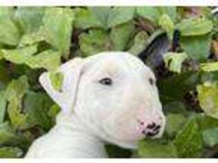 Bull Terrier Puppy for sale in Alva, FL, USA