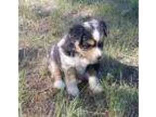 Miniature Australian Shepherd Puppy for sale in Gunnison, CO, USA