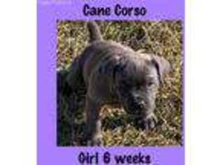 Cane Corso Puppy for sale in Cantonment, FL, USA