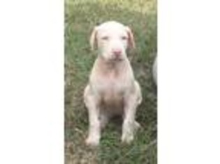 Doberman Pinscher Puppy for sale in Macon, GA, USA