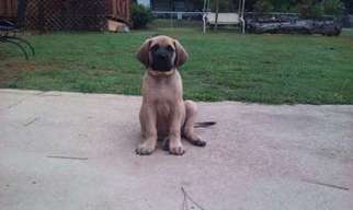 Mastiff Puppy for sale in Covington, GA, USA
