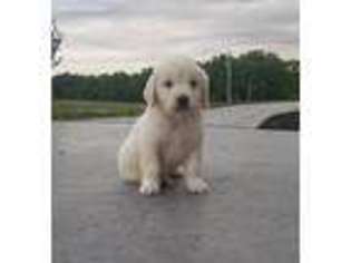 Golden Retriever Puppy for sale in West Liberty, OH, USA