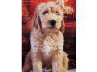 Goldendoodle Puppy for sale in Fergus Falls, MN, USA