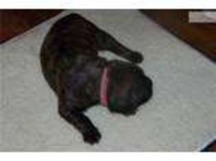 Mastiff Puppy for sale in Missoula, MT, USA