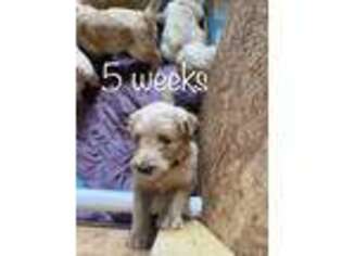 Goldendoodle Puppy for sale in Langhorne, PA, USA