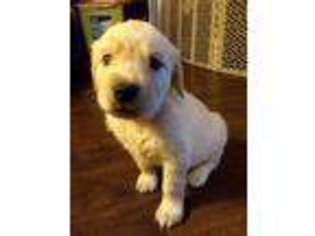 Golden Retriever Puppy for sale in New Berlin, WI, USA