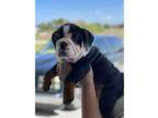 Bulldog Puppy for sale in Labelle, FL, USA