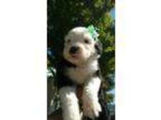 Old English Sheepdog Puppy for sale in Sutherlin, OR, USA