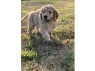 Goldendoodle Puppy for sale in Edmond, OK, USA
