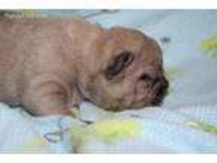 French Bulldog Puppy for sale in Mead, WA, USA