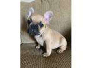 French Bulldog Puppy for sale in Keatchie, LA, USA