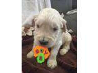 Goldendoodle Puppy for sale in Clay City, IN, USA