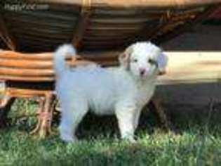 Mutt Puppy for sale in Parrish, AL, USA
